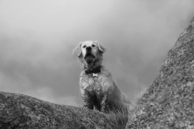 Low angle view of dog on mountain against sky