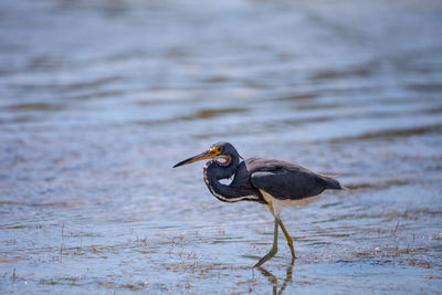 Little blue heron bird egretta caerulea hunts for frogs amid water fern salvinia minima 