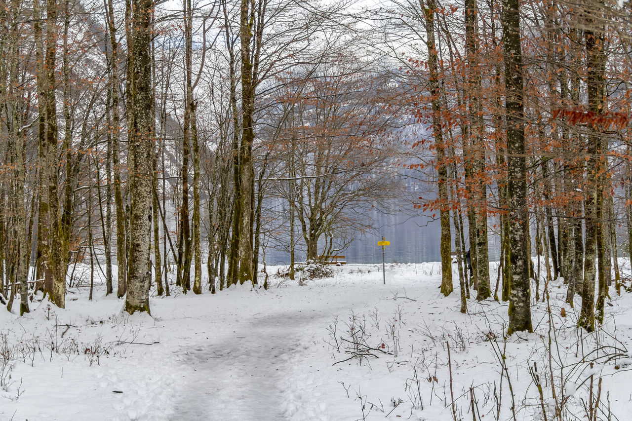 TREES ON SNOW COVERED FIELD