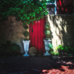 Potted plants against wall and trees