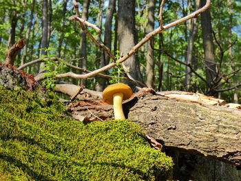 Mushrooms growing on tree trunk in forest