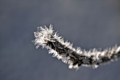 Close-up of frozen tree during winter