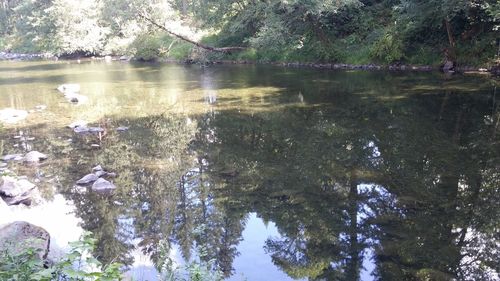 Reflection of trees in water