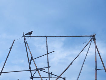 Low angle view of bird perching on cable