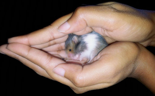 Close-up of hand holding cat over black background