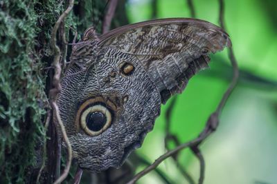 Close-up of butterfly on tree