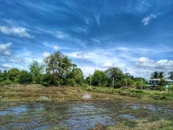 Scenic view of trees on field against sky