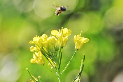 Close-up of insect on yellow flower