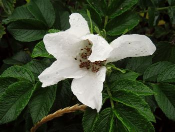 Close-up of white flowering plant