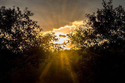 Silhouette trees against sky during sunset