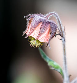 Close-up of wilted flower