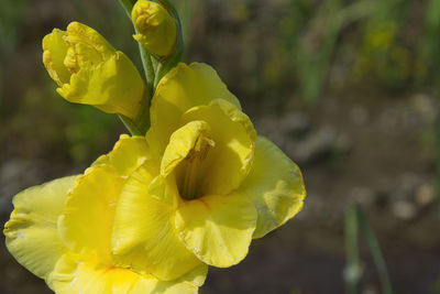yellow