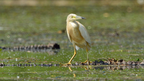 Bird perching on pond