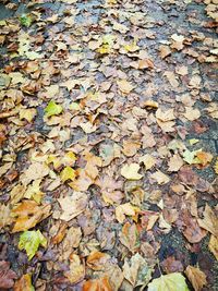 High angle view of maple leaves on field