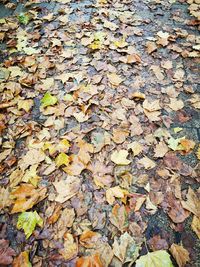 High angle view of maple leaves on field