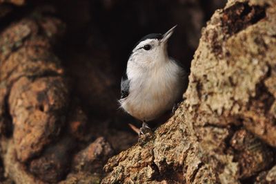 Close-up of bird perching on rock