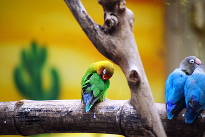 animal themes