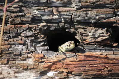 Close-up of lizard in hollow log