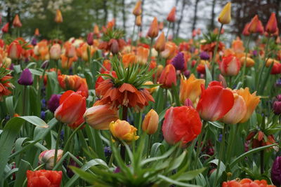 Close-up of tulips in garden