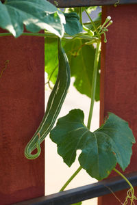 Close-up of potted plant