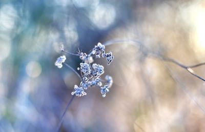 Close-up of frozen plant