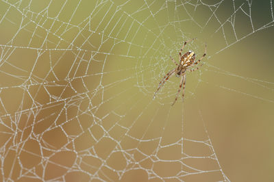 Close-up of spider on web