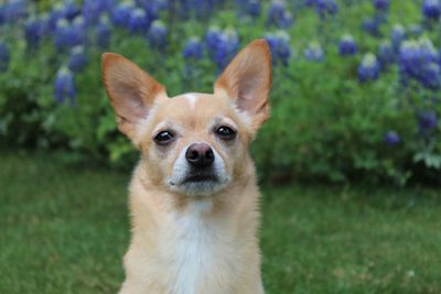 Close-up portrait of dog