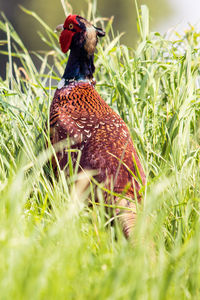 Close-up of a pheasant on field


