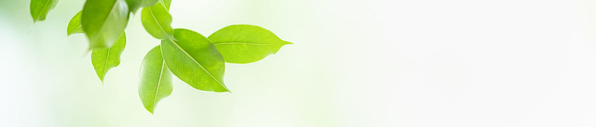 Close-up of leaves against white background