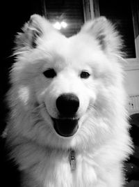 Close-up portrait of a white dog