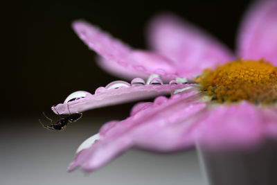 Close-up of wet purple flower