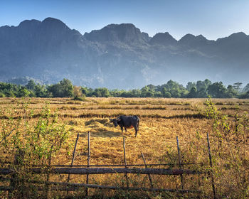 Scenic view of field against sky