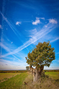 Tree on field against blue sky