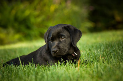 Puppy on a grass