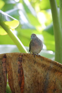 Close-up of sparrow perching on wood