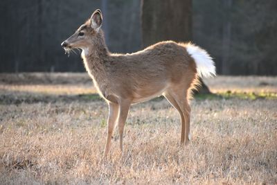 Side view of deer standing on field