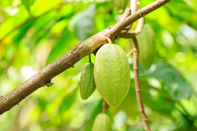 Close-up of fruit growing on tree