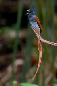 Close-up of bird perching on plant