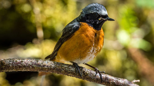 Close-up of bird perching on branch