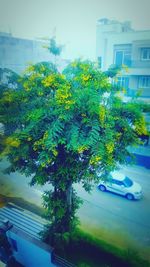 Close-up of yellow flowers on tree in city