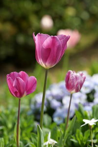 Close-up of pink tulips on field