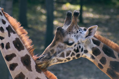 Close-up of giraffes in zoo