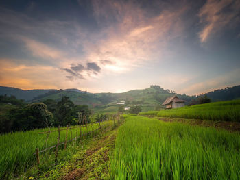 Scenic view of agricultural field against sky