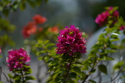 Close-up of pink flowering plant