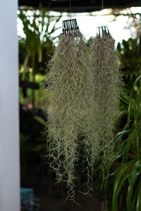 Close-up of plant hanging outdoors