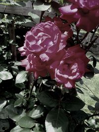 Close-up of pink rose