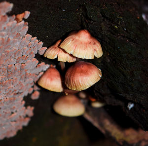 Close-up of mushrooms