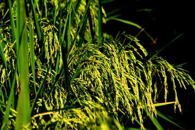 Close-up of fresh green grass