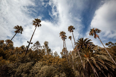 Low angle view of coconut palm trees against sky