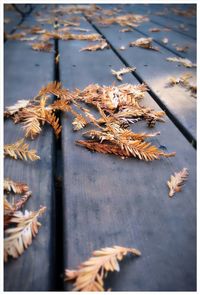 Close-up of leaves on wood